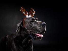 retrato de um cão puro-sangue com um chapéu de chifre de veado, destacado em um fundo preto. foto