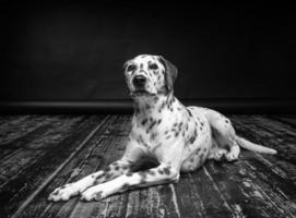 retrato de um cachorro dálmata, sobre um piso de madeira e fundo preto. foto