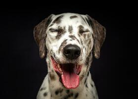 retrato de um cachorro dálmata, em um fundo preto isolado. foto