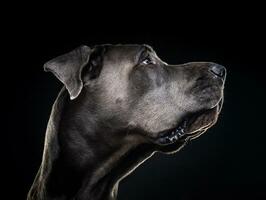 retrato de um cão dinamarquês, em um fundo preto isolado. foto