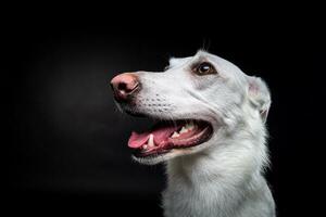 retrato de um cachorro branco, sobre um fundo preto isolado. foto