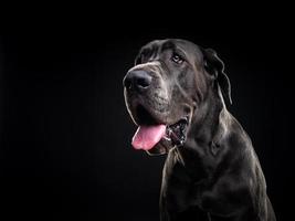 retrato de um cão dinamarquês, em um fundo preto isolado. foto