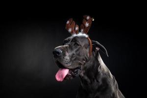 retrato de um cão puro-sangue com um chapéu de chifre de veado, destacado em um fundo preto. foto