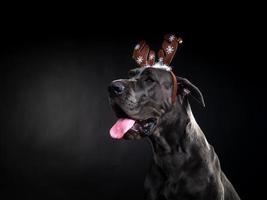 retrato de um cão puro-sangue com um chapéu de chifre de veado, destacado em um fundo preto. foto