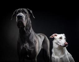 retrato de um Dogue Alemão e um cão branco sobre um fundo preto isolado. foto