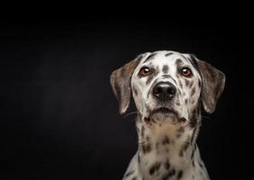 retrato de um cachorro dálmata, em um fundo preto isolado. foto