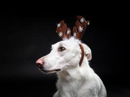 retrato de um cão puro-sangue com um chapéu de chifre de veado, destacado em um fundo preto. foto