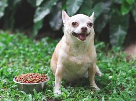 cão chihuahua feliz e saudável sentado na grama verde com tigela de comida de cachorro, sorrindo alegremente com a língua para fora. foto