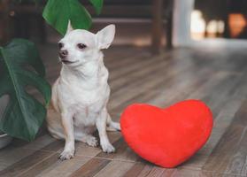 cachorro chihuahua marrom sentado com travesseiro de forma de coração vermelho. conceito de dia dos namorados. foto