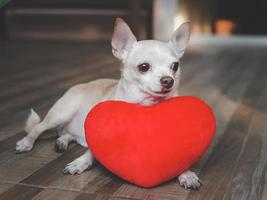 cachorro chihuahua marrom deitado com travesseiro de forma de coração vermelho. conceito de dia dos namorados. foto