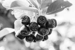 fotografia sobre o tema lindo ramo de bagas aronia bush foto