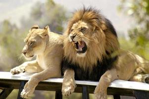 leão macho rosna e ruge sua insatisfação em sua leoa. foto