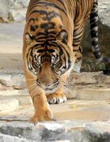 O tigre perseguidor está perseguindo com um olhar assassino feroz enquanto ele caça a presa. foto