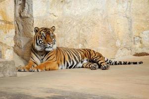 tigre deitado, mas ainda mantém um olhar atento em busca de perigo ou presa. foto