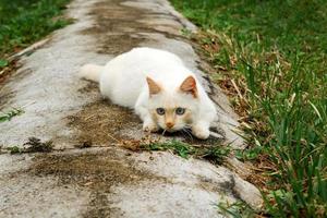 lindo gato de ponto vermelho com olhos azuis está deitado na rua. foto