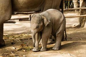 engraçado bebê elefante de dois meses com sua mãe. província de chiang mai, tailândia. foto