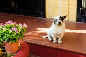 lindo cachorrinho fofo branco-preto sentado perto de sua casa e pote com flores rosa e brancas brilhantes. foto