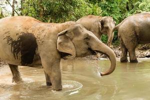 grupo de elefantes está tomando banho em uma lagoa entre uma floresta tropical. província de chiang mai, tailândia. foto