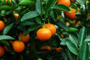 tangerinas maduras e frescas em uma árvore em um jardim. matiz, Vietnã. foto