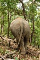 elefante andando pela floresta tropical, vista traseira. província de chiang mai, tailândia. foto