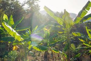 plantação de bananeiras em janeiro. província de Luang Prabang, Laos. foto