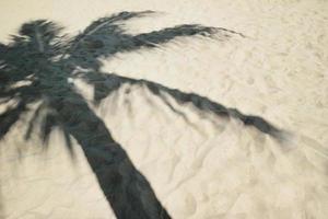 sombra da palmeira em uma praia arenosa. foto