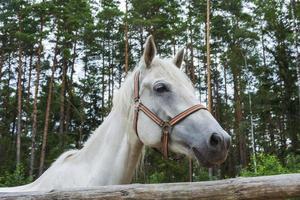 uma linda cabeça de cavalo branca, um animal de estimação encantador. para design de estilo de vida, cuidado e comunicação com animais de estimação foto