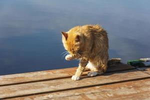 um lindo gato vermelho aparece depois de um mergulho casual no cais do lago. cuidados pessoais. asseio, limpeza foto
