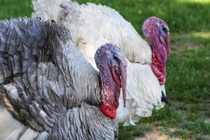 perus assustadores na grama verde, galinhas espanholas, galinhas turcas, peru vivo foto