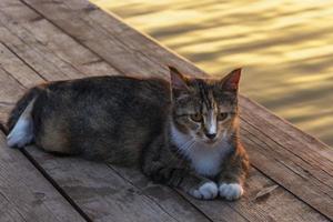 lindo gato descansando no cais do lago ao pôr do sol, ao ar livre, retrato de um gato no fundo do pôr do sol. foto