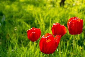 tulipas vermelhas em um fundo de grama verde, um botão de tulipa florescendo, flores de primavera foto