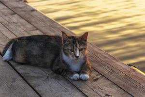 lindo gato descansando no cais do lago ao pôr do sol, ao ar livre, retrato de um gato no fundo do pôr do sol. foto