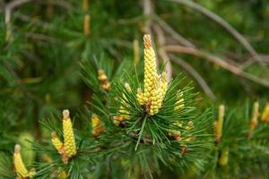 botões de abeto, agulhas de abeto, ramos de abeto com brotos jovens, abeto florescendo em close-up de primavera foto