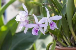 linda flor de orquídea roxa e branca floresce na árvore em vasos pendurados no jardim. foto