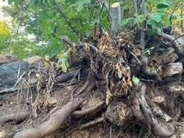 raízes de grandes árvores poderosas no chão, árvore desenraizada do solo na floresta foto