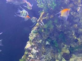 abundância de peixes de aquário em um fundo escuro. gymnocorymbus ternetzi. cores brilhantes brilhantes. peixe glo tetra exótico peixe glo fluorescente, peixe brilhante neon foto