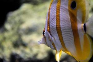 peixe-borboleta de banda de cobre, coral de bico no aquário foto