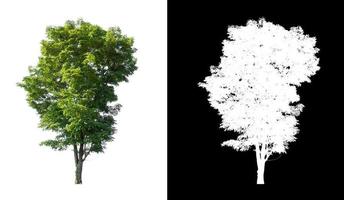 árvore isolada no fundo branco com traçado de recorte e canal alfa foto