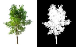 árvore que são isoladas em fundo branco são adequadas tanto para impressão foto