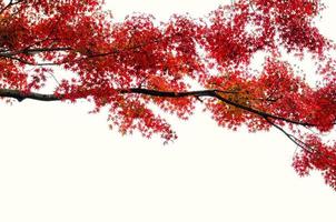 foco e bordo colorido borrado deixa a árvore com fundo branco no outono do japão.