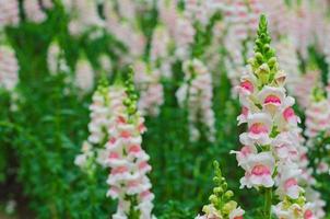 flores coloridas de snapdragon no jardim para o conceito de temporada de primavera. foto