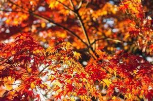 foco e maple colorido turva deixa fundo da árvore no outono do japão. foto