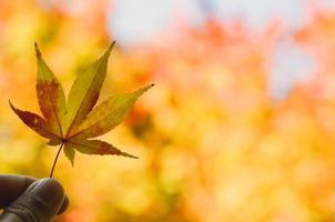 mão segurando a folha de plátano em fundo amarelo na temporada de outono do japão. foto