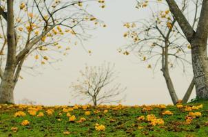 cochlospermum regium ou flores amarelas de árvores de algodão caem no chão de suas árvores. foto