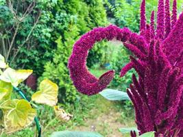 amaranto de sangue cresce em um canteiro de flores. uma flor de forma incomum. um galho redondo caiu no chão. ramo incomum para criar um buquê e arranjo de flores foto