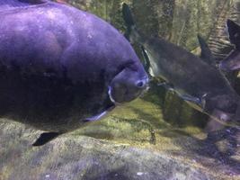 cena subaquática de peixes tropicais coloridos brilhantes foto