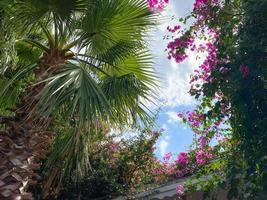 belas palmeiras com folhas grandes e suculentas verdes e fofas contra o céu azul em um resort turístico do sul do país tropical oriental. fundo traseiro, textura foto