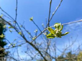 folhas suaves da primeira primavera, brotos e galhos. conceito de início de primavera foto