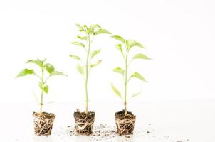 plantas em branco foto