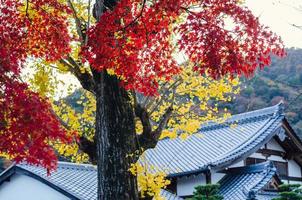 bordo colorido deixa a árvore com fundo do templo japonês no outono do japão. foto